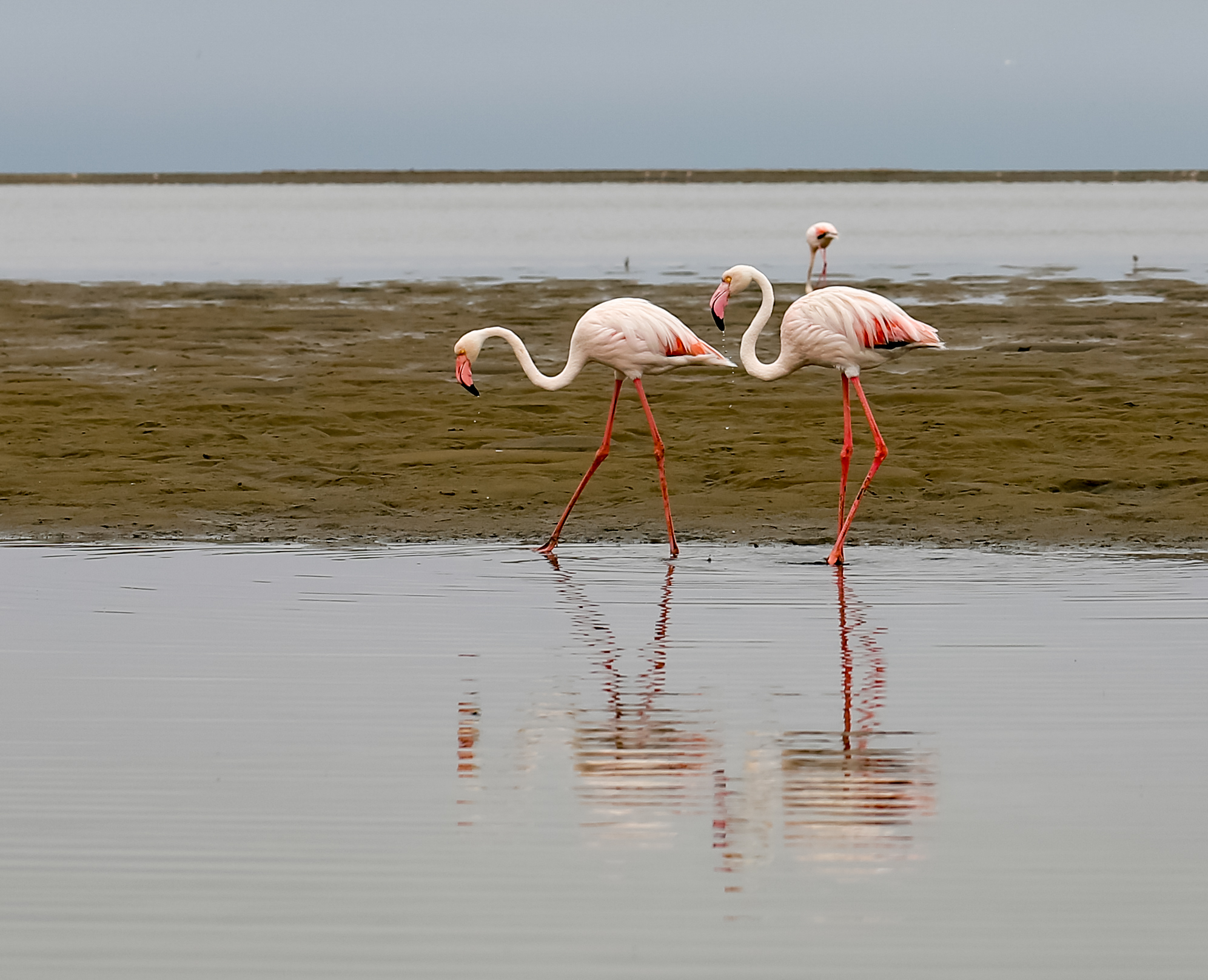 Flamingos walking together at Walvis Bay, Namibia.