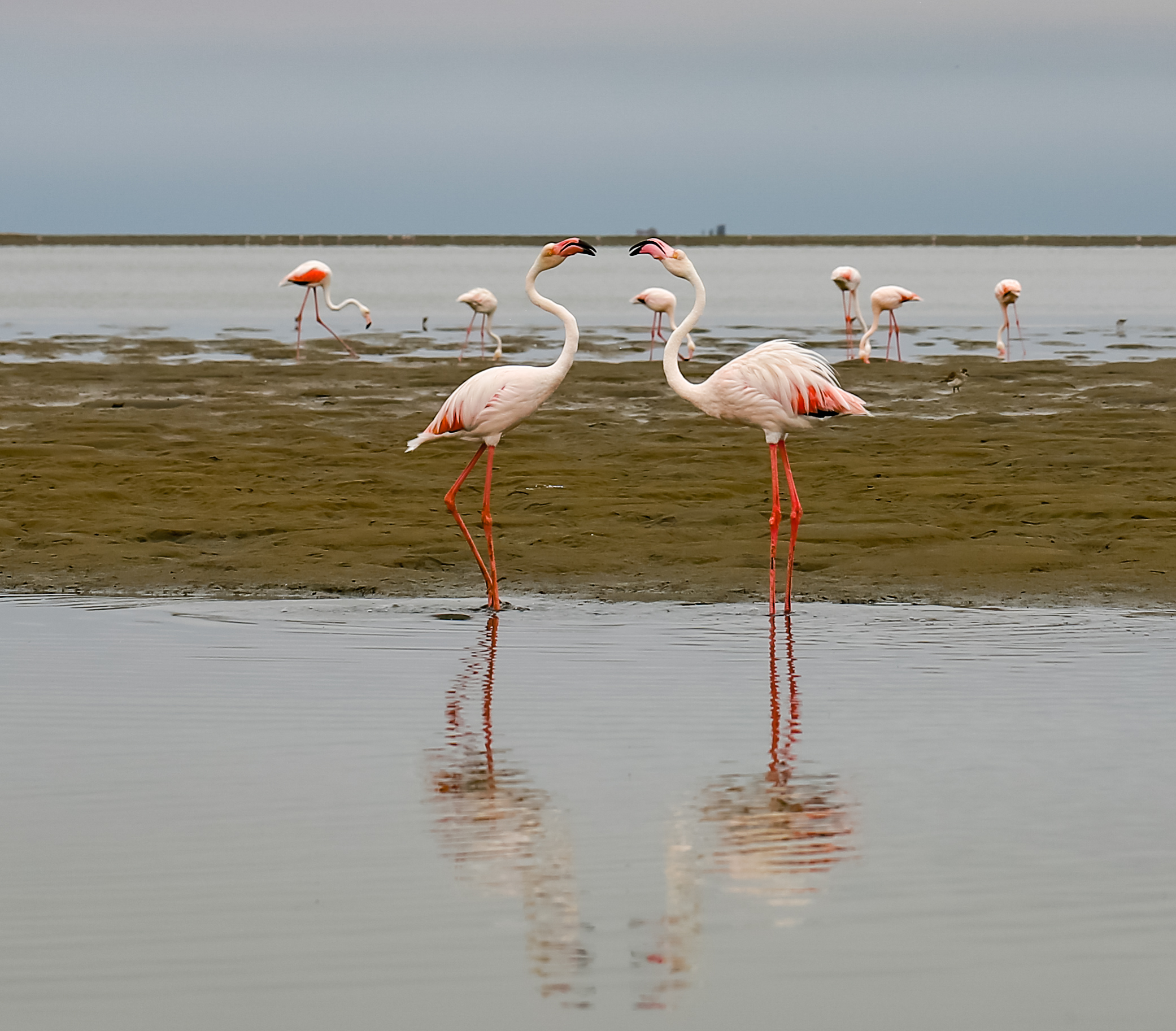 Flamingos interacting at Walvis Bay, Namibia.