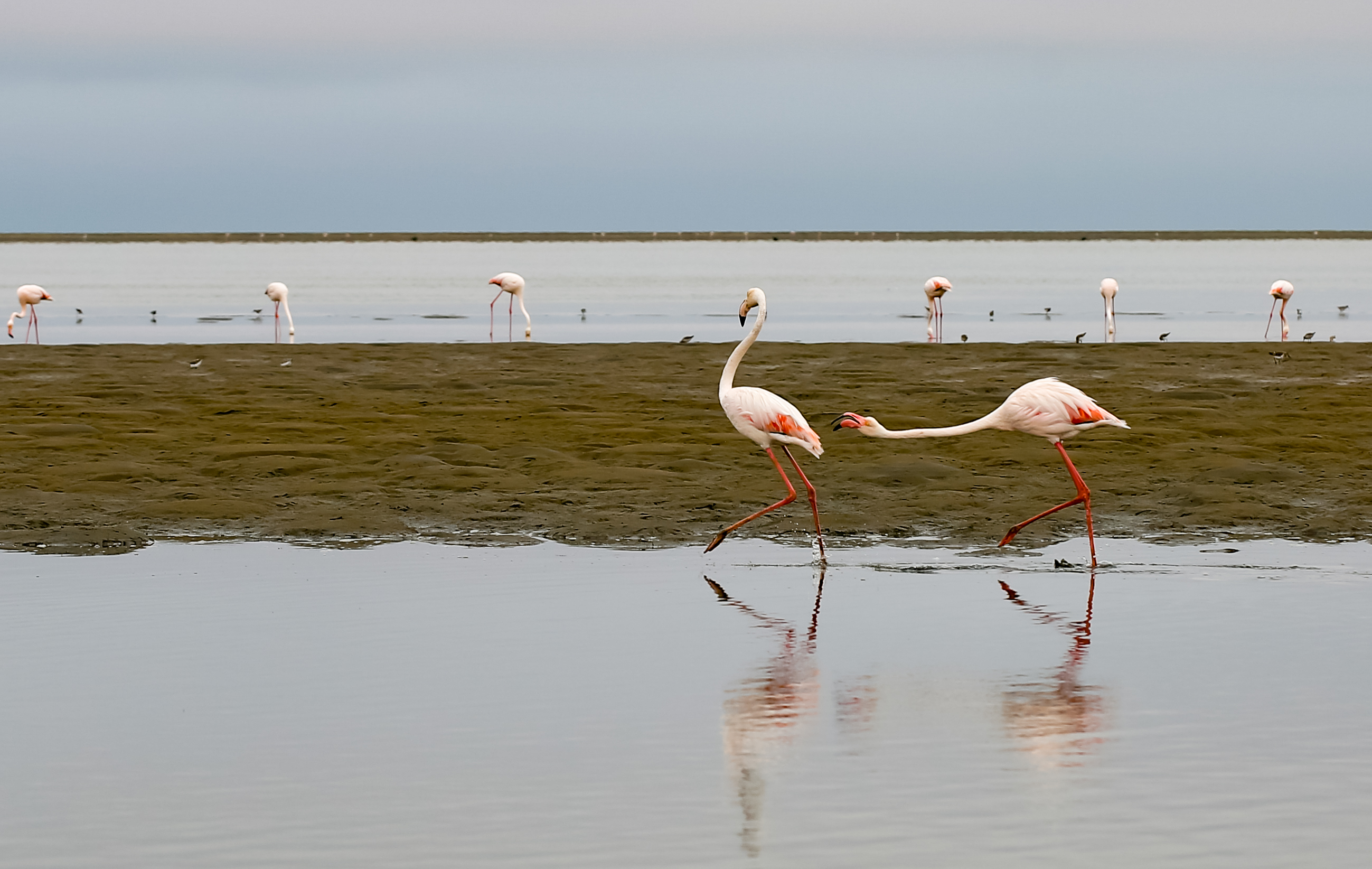 One flamingo chasing another at Walvis Bay, Namibia.