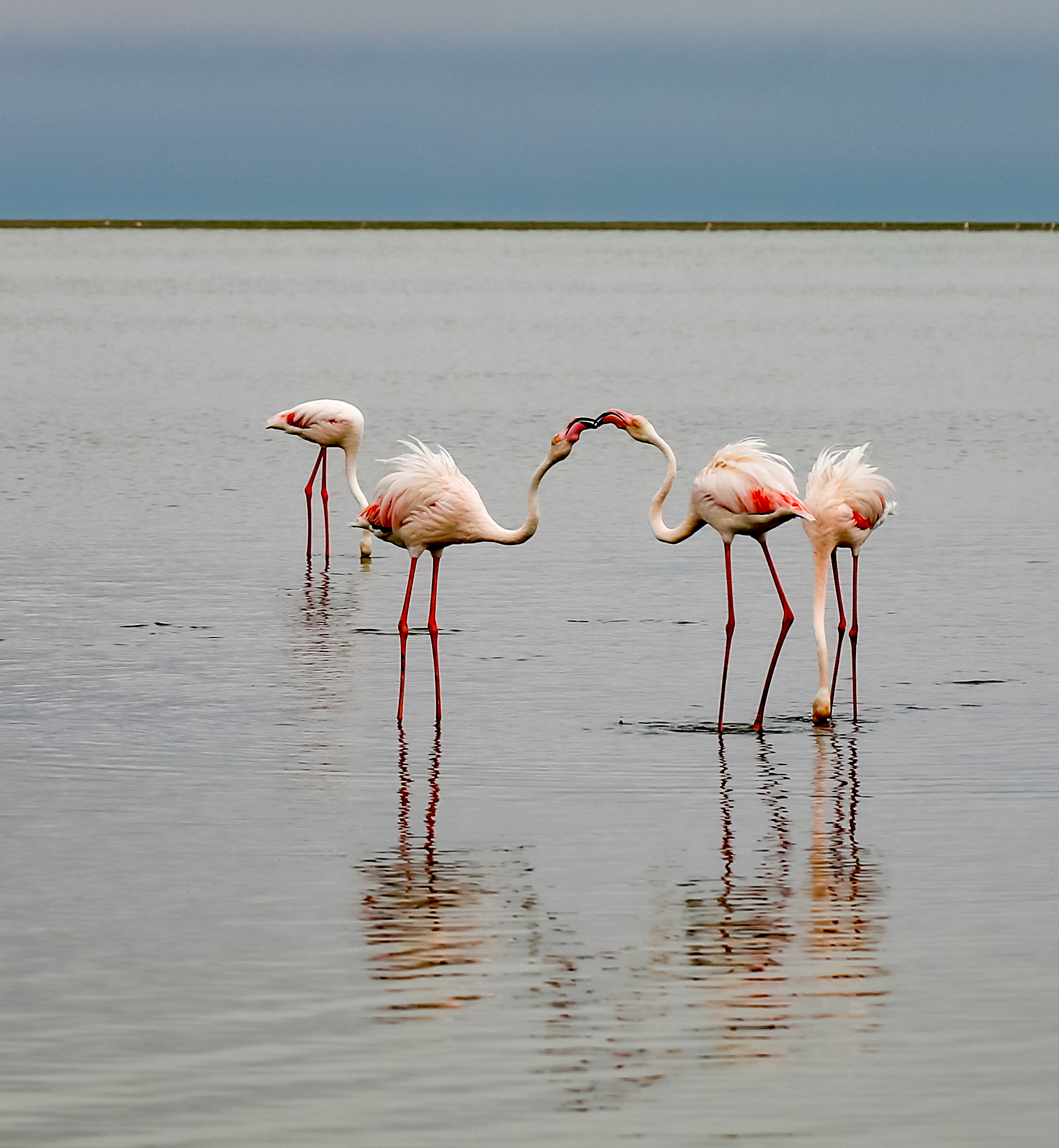 Flamingos interacting at Walvis Bay, Namibia.