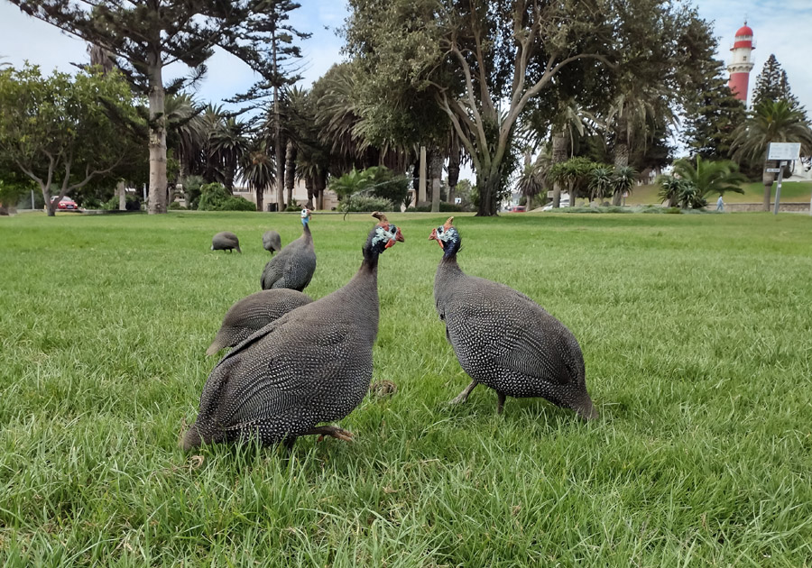 Helmeted guinea fowl in the grass near downtown Swakopmund, Namibia.