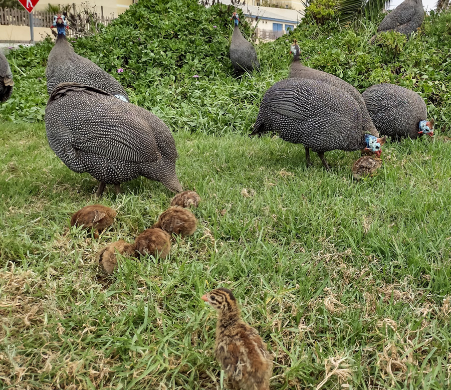 Helmeted guinea fowl chicks with their heads buried in the grass. Swakopmund, Namibia.
