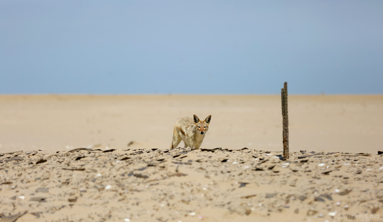 Jackal on the beach at Pelican Point, Walvis Bay, Namibia.
